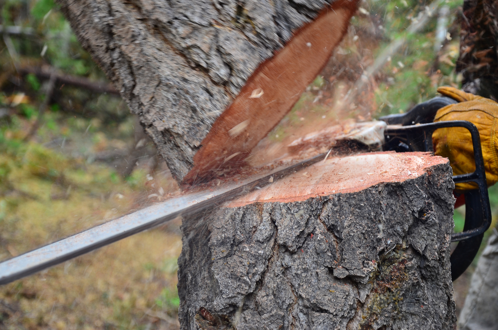 Faire abattre un arbre par un professionnel