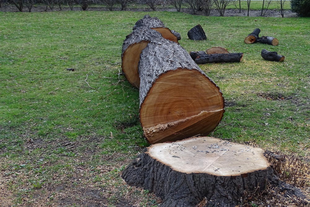 Prix abattage d'un arbre