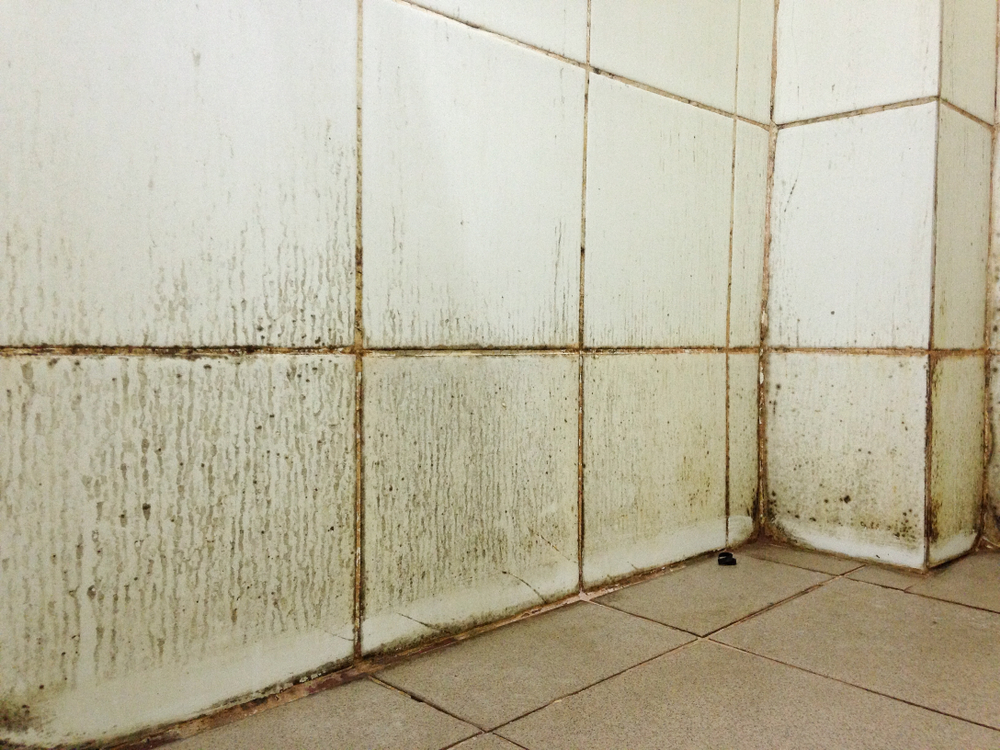 Moisissures sur les murs de la salle de bain