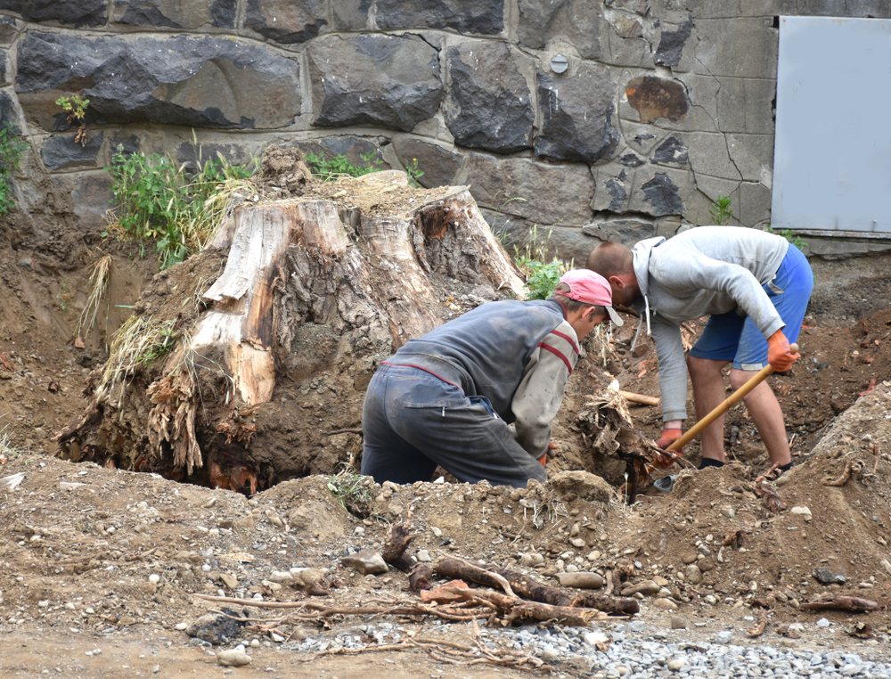 Travaux de dessouchage