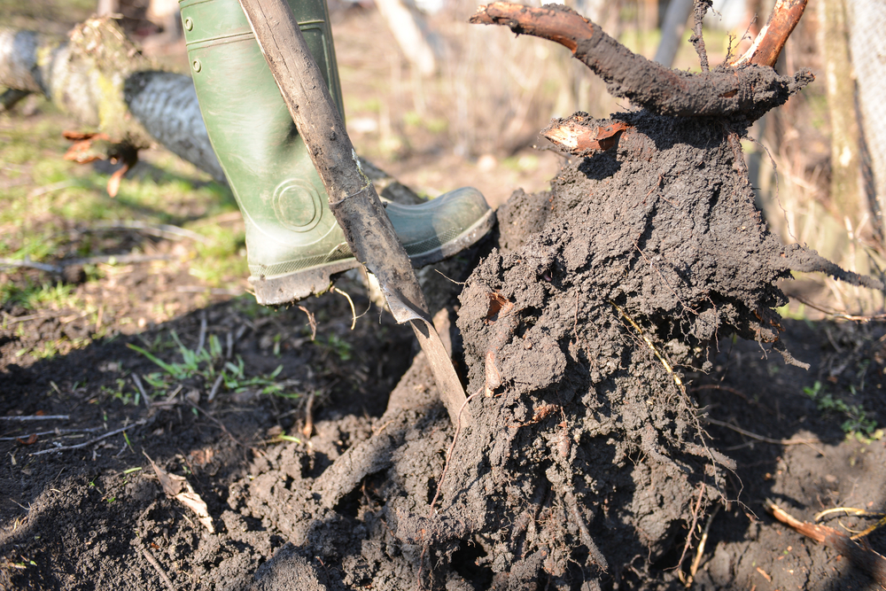 Utilisation d'un outil pour dessoucher un arbre