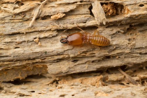 Termite