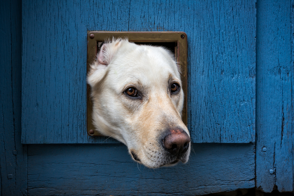 chatière-porte-chien-tête
