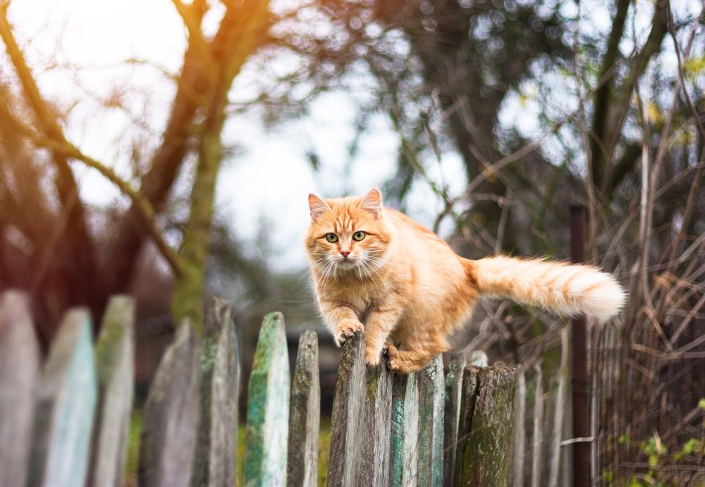 Chat sur une barrière