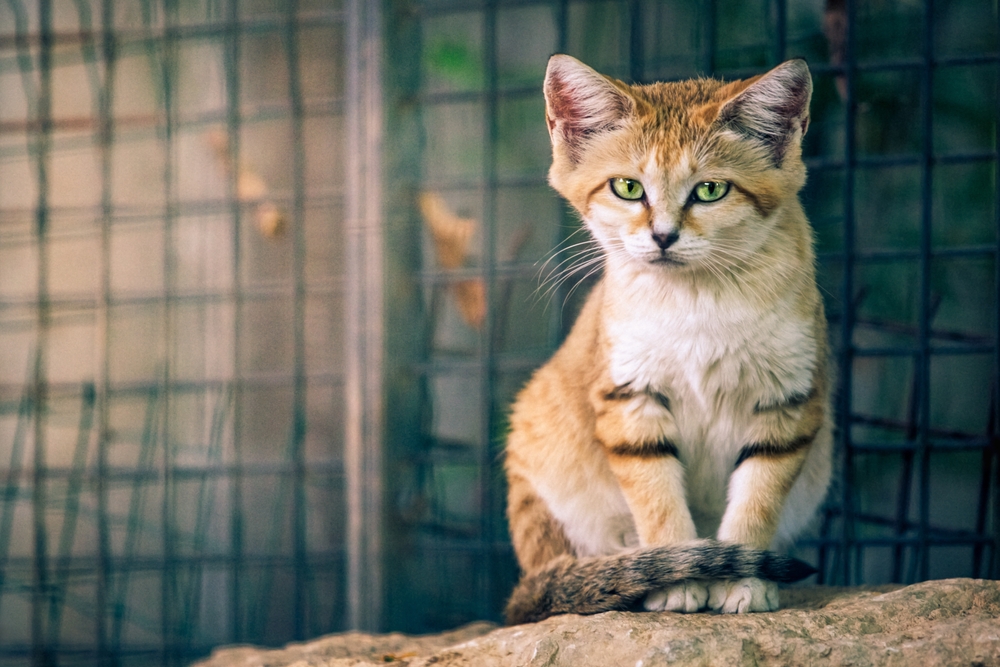 Clôture pour chat