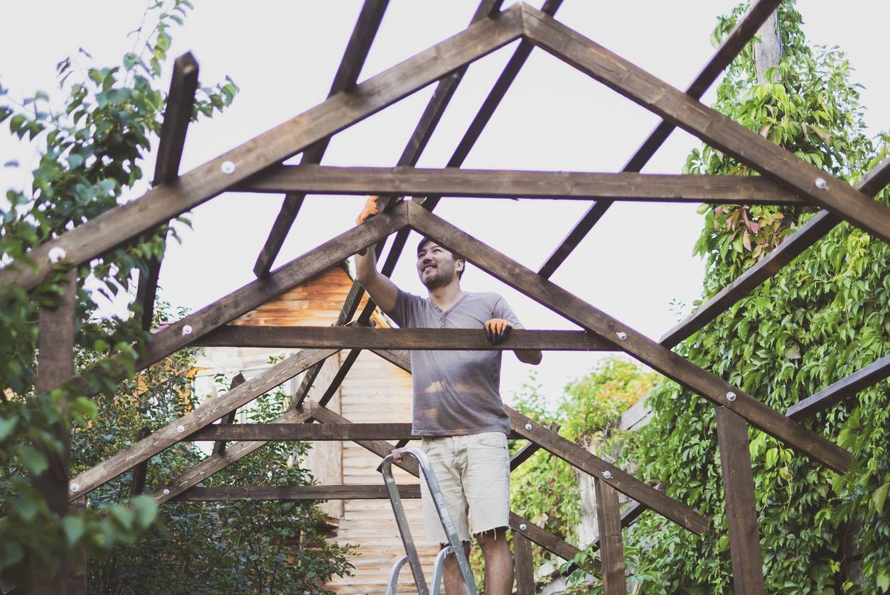 plantes grimpantes sur pergola