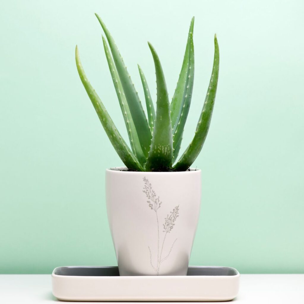 aloe-vera-plante