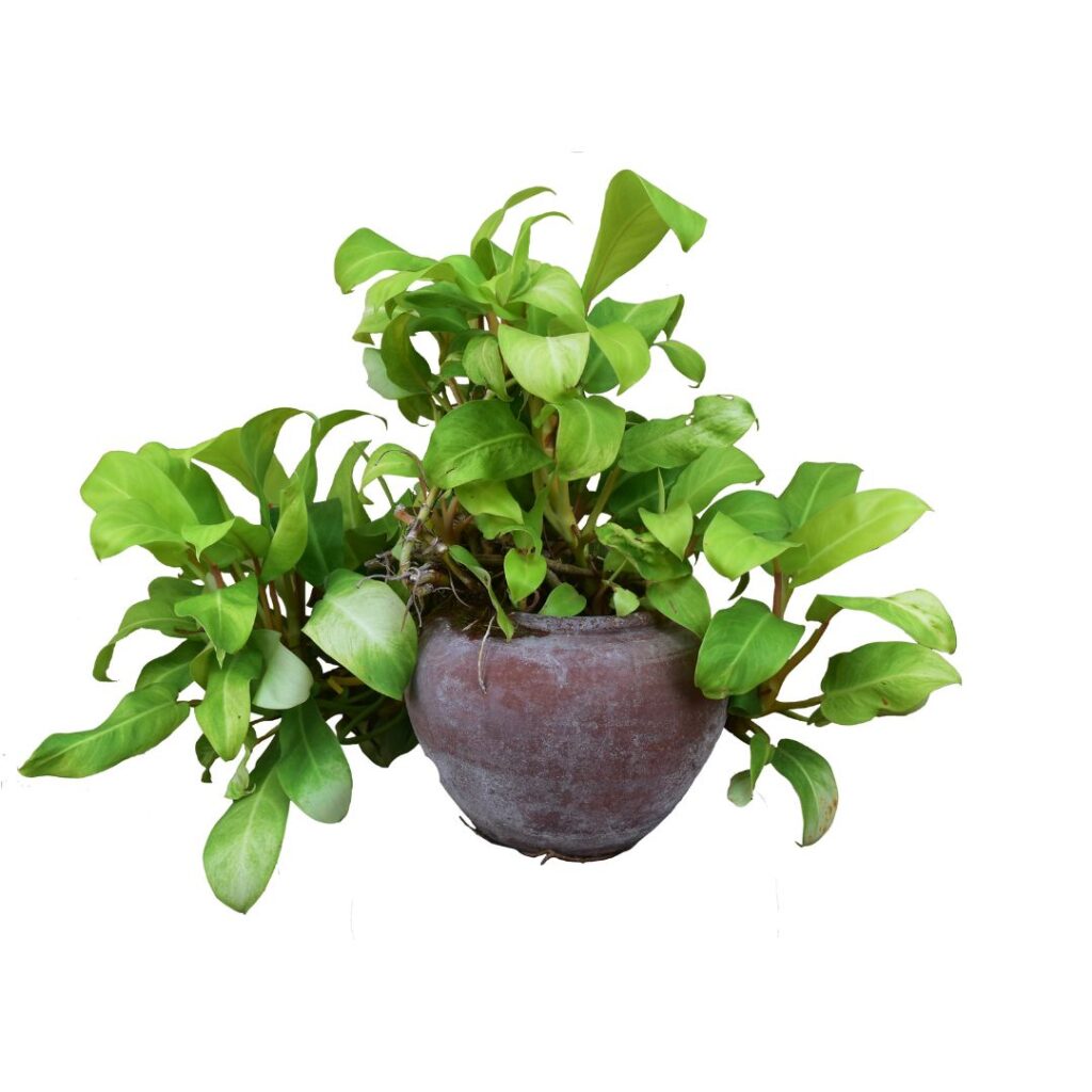 pothos-plante