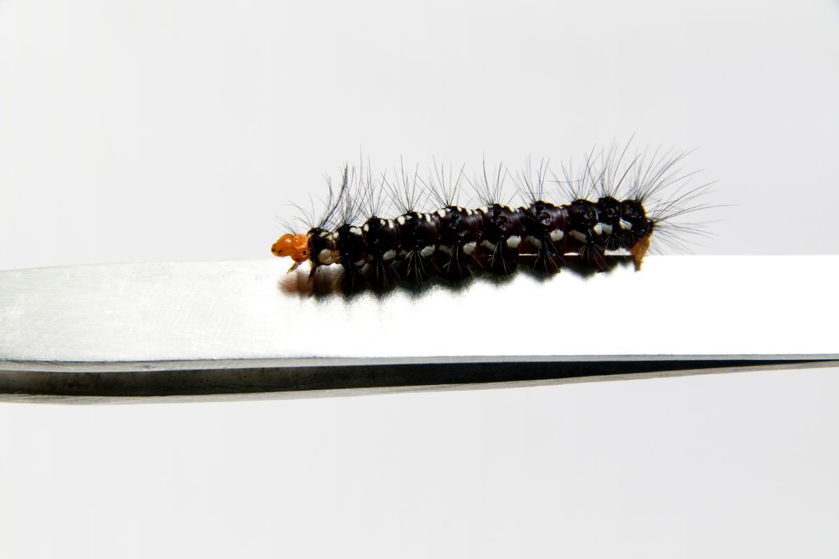 Chenille noire dans ma maison que faire ? monEquerre.fr — free download