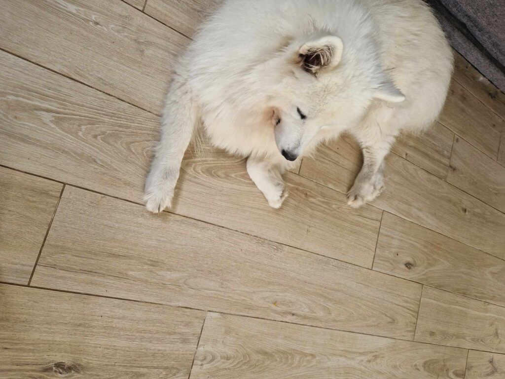 Carrelage imitation parquet avec chien