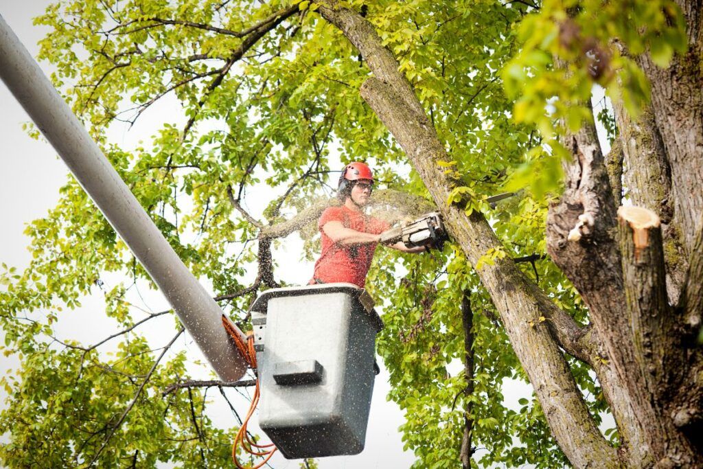 Élagueur qui élague un arbre