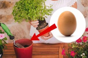 Mettre un oeuf dans un pot de plante