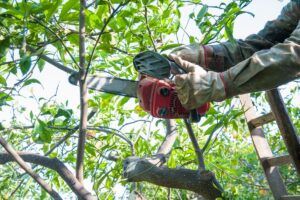 Élagage d'un arbre par un professionnel