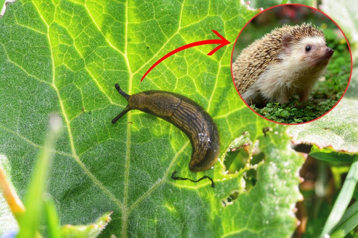 Hérissons contre les limaces sur les plantes